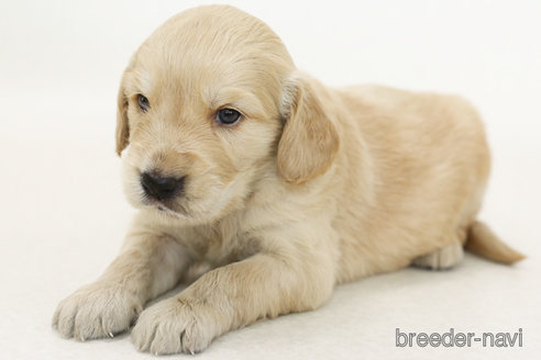 販売中の神奈川県のミックス犬-393705の1枚目